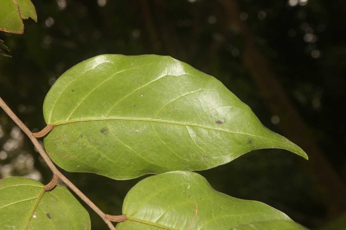 Hopea brevipetiolaris (Thwaites ex Trimen) P.S.Ashton